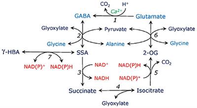 Corrigendum: The Glycerate and Phosphorylated Pathways of Serine Synthesis in Plants: The Branches of Plant Glycolysis Linking Carbon and Nitrogen Metabolism